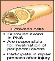 Schwann cells show remarkable versatility in undertaking a broad repertoire of functions.