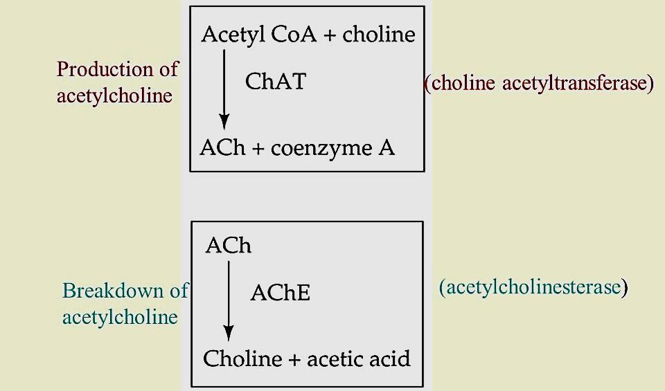 Acetylcholine is synthesized from choline and acetyl coenzyme A through the action of the enzyme choline acetyltransferase Low synaptic concentrations of