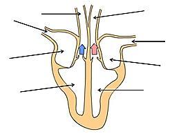 Label the diagram using these labels Aorta Right ventricle Pulmonary vein Pulmonary artery Right atrium Left ventricle Left atrium Vena cava Activities 1.