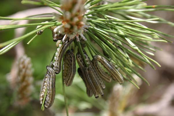 The Other Early-Season Regular European Pine Sawflies EPS also are finishing on schedule despite their delayed start.