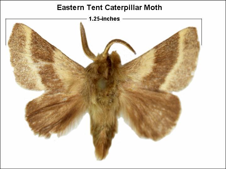 Moth emergence follows in late May-early June.