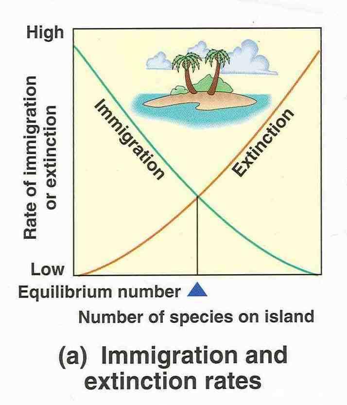 equilibrium between species immigrating