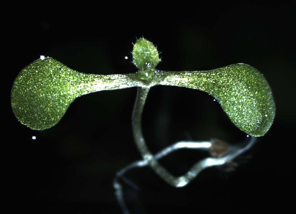 Arabidopsis thaliana Lucia