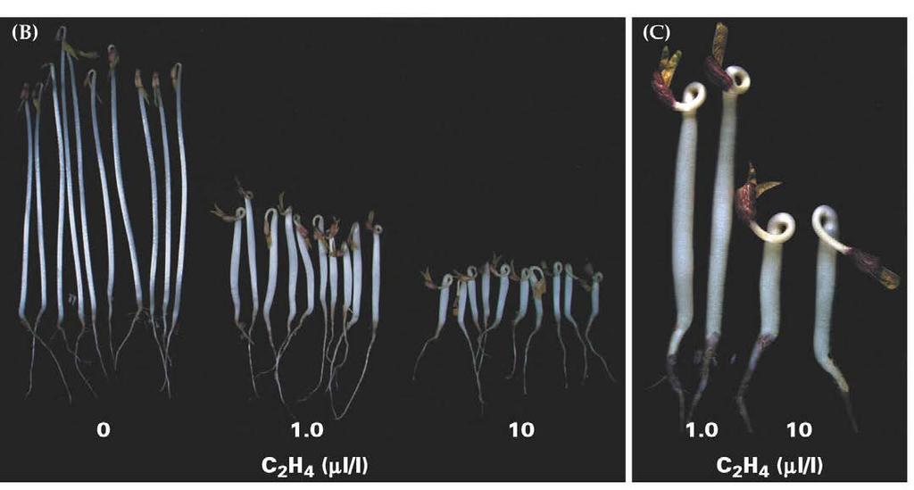 The triple response Dark-grown seedlings incubated with ethylene exaggerated curvature of the apical hook radial swelling of