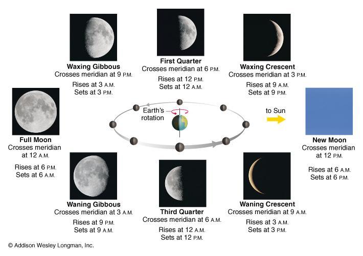 The Moon and Sun The Moon played an important role in ancient astronomy. Calendars and religious observances were tied to its phases and cycles. Our calendar is based on the lunar orbit.