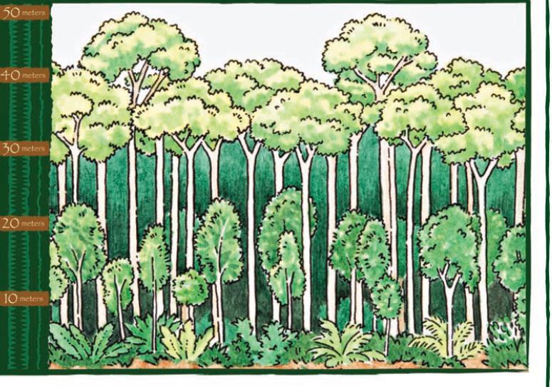 Types of forests: EMERGENT