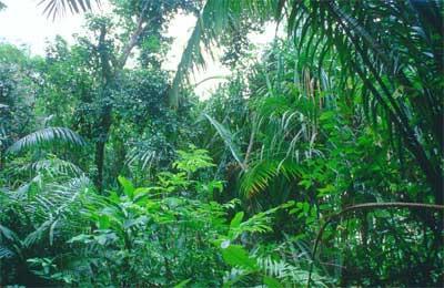 Types of forests: Tropical Rain Forest: constant hot temp.