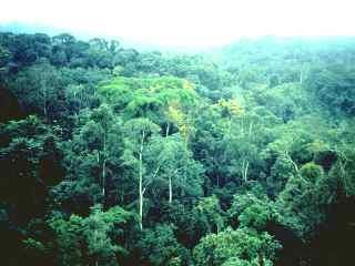 Animals- monkeys, birds of paradise, sloth, tons of insects, snakes, gorillas CLIMATE: Precipitation- up to 400 cm yearly (157.
