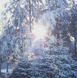 Types of forests: Taiga/Coniferous: winters are long & dry, lots of