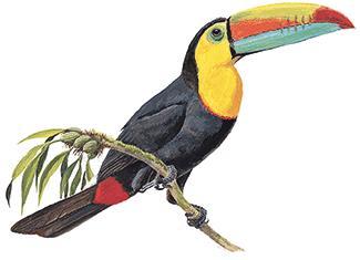 Mind Stretcher What do you think of when you look at a Toucan?