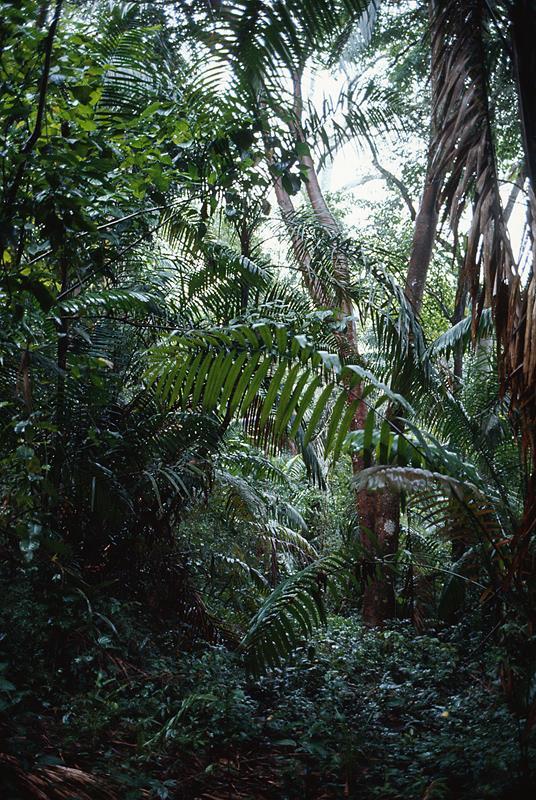 Tropical Rainforests Tropical evergreen forests are found in equatorial regions where total annual rainfall exceeds 250 cm and the dry