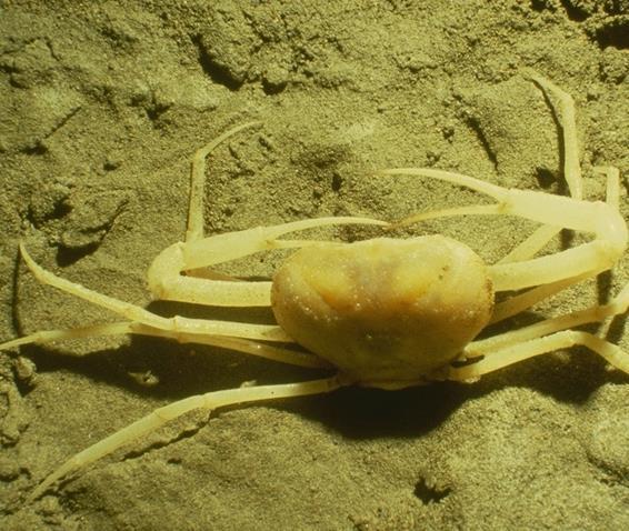Exploring the Life exists in all places, from blind white crabs in lightless environments.