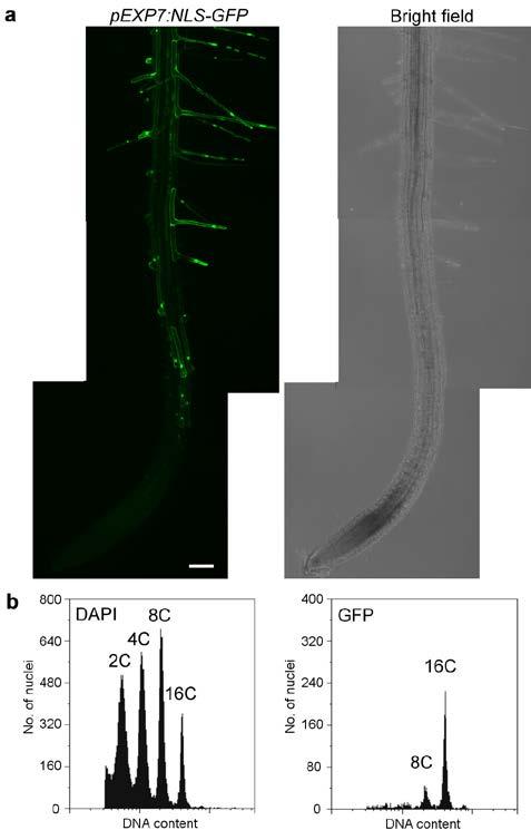 SUPPLEMENTARY INFORMATION Supplementary Figure 2 Root-hair specific activity of the EXPANSIN7 promoter. a, Confocal microscopy image of pexp7:nls-gfp in WT-like plants.