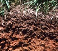 Source of Minerals Good soil Minerals and