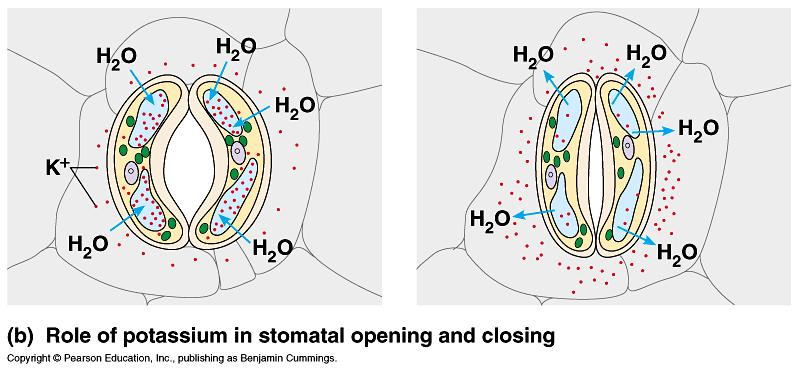 Stomata regulating transpiration and CO2 uptake. K The transport of K + across the plasma membrane and tonoplast causes the turgor changes of guard cells.