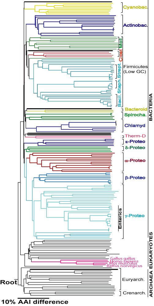 Phylogenetic relationships based on AAI (Phylip) Neighbor joining tree of the full 176X176 matrix of AAI. Same results by weighted NG (Weighbor). Acinetob. A.pernix A.