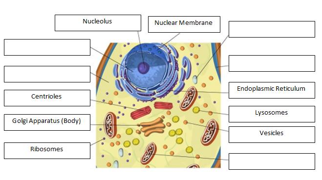Activity A: Animal Cell - Click the Animal Cell Tab. 8. Label : Locate each organelle in the animal cel l.