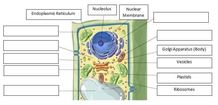 Activity B: Plant Cell - Click the Animal Cell Tab. 10. Label : Locate each organelle in the plant cell. Label the organelles in the diagram below. 11.