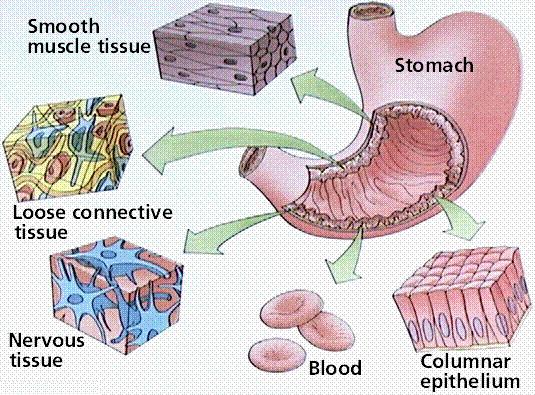 are collections of cells that serve a common function.