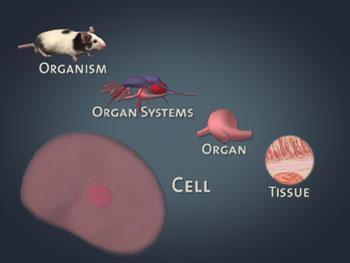 tissues, organs, organ systems, and