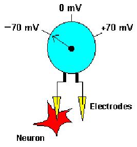 Transmission of Nerve Impulses the two sides of a nerve cell membrane have unequal charges meaning the neuron is polarized Polarity is caused by unequal distribution of sodium (Na + ) & potassium (K