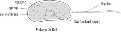 Unit II : The Ultrastructure of The Cell Read the passage below. Then answer the questions that follow. Types of Cells There are two major types of cells: prokaryotes and eukaryotes.