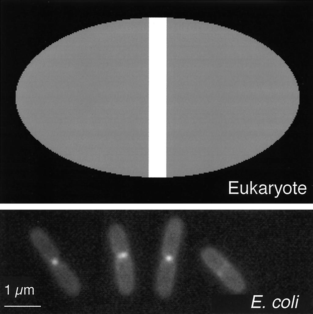 322 NANNINGA MICROBIOL. MOL. BIOL. REV. FIG. 3. Cytokinetic rings in a eukaryote and a prokaryote. In the highly schematized eukaryote, the cytokinetic ring is represented by a vertical white bar.