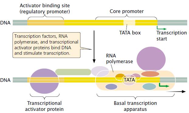 Transcriptional activator proteins bind to sites on DNA and stimulate transcription.