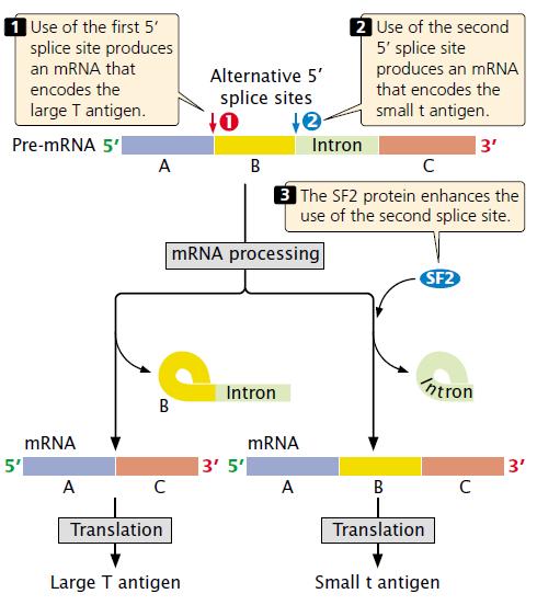 - Posttranscriptional Regulation - (Gene Control Through Messenger RNA Processing) Alternative splicing allows a pre-mrna to be spliced in multiple ways, generating different