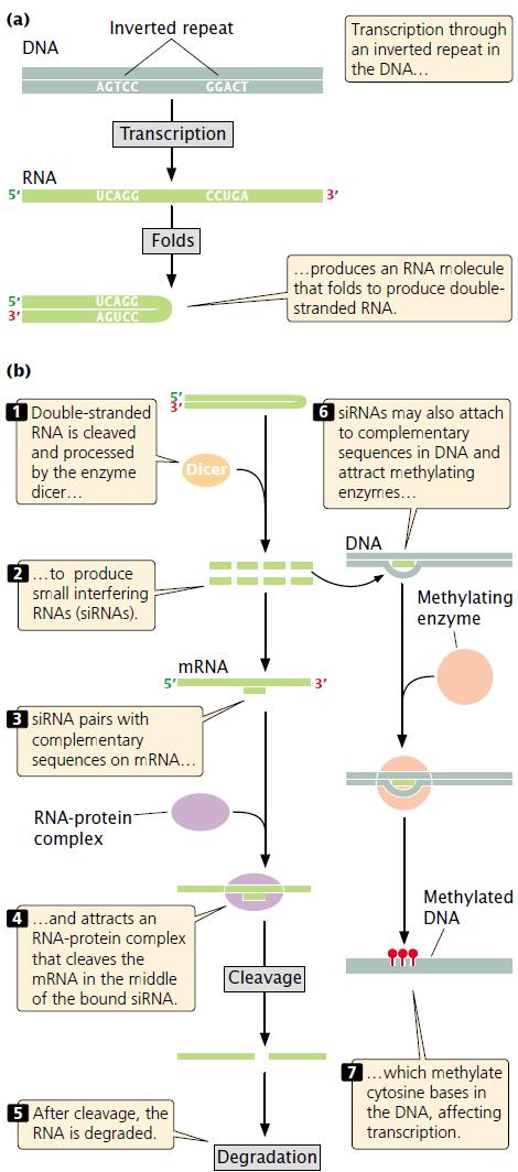 - RNA Silencing The expression of some genes may be suppressed through RNA silencing, also known as RNA interference and