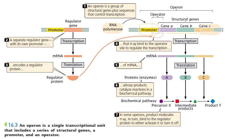 Operon Structure: An operon is a single transcriptional unit that