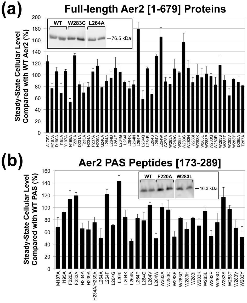 Figure 24. Steady-state cellular levels of full-length Aer2 proteins and PAS peptides in E. coli. (a) Steady-state levels of full-length Aer2 proteins compared with WT Aer2[1-679] in E. coli BT3388.