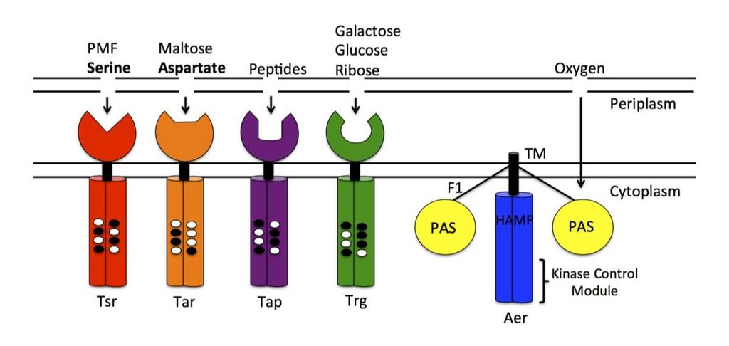 Figure 4. The five E. coli chemoreceptors. Serine and aspartate are the only E. coli attractants that do not require a binding protein to bind chemoreceptor ligand binding sites. Aer is the only E.