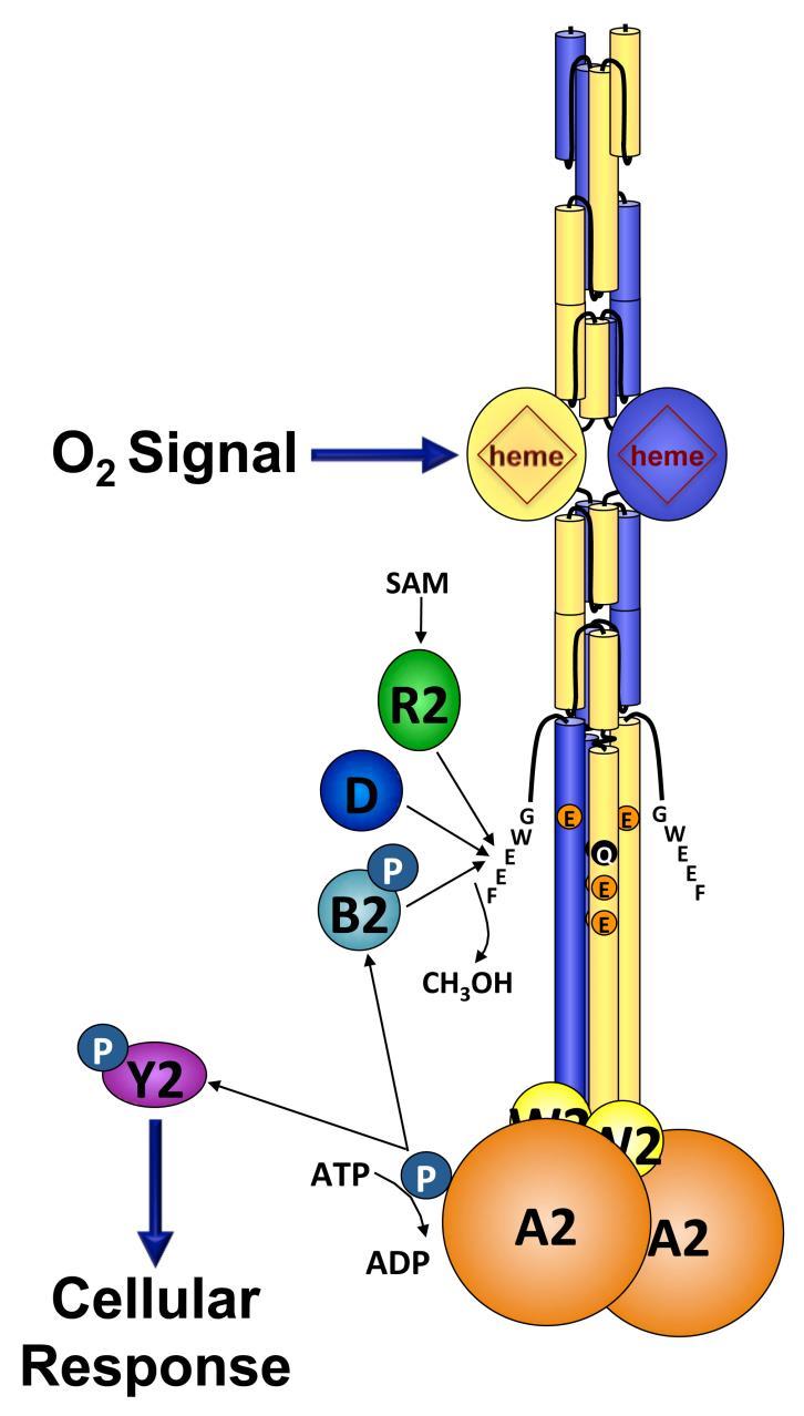 Figure 6. The Aer2 receptor and its associated Che2 proteins.