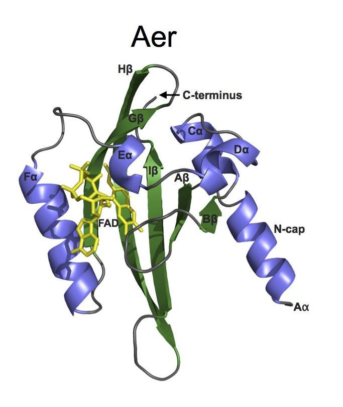 (Miyatake et al., 2000), iii) the N-terminal domain of the human ether-a-go-go related gene (herg) voltage-dependent potassium channel (Morais Cabral et al.
