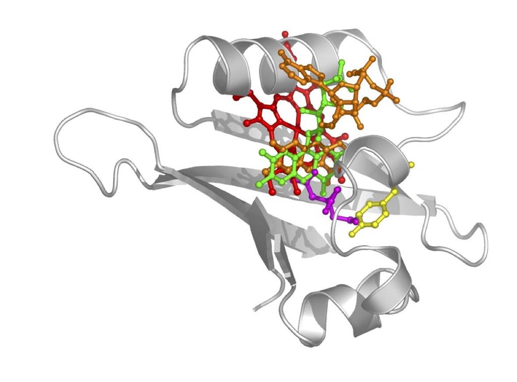 senses the binding of its ligand citrate (Reinelt et al., 2003).