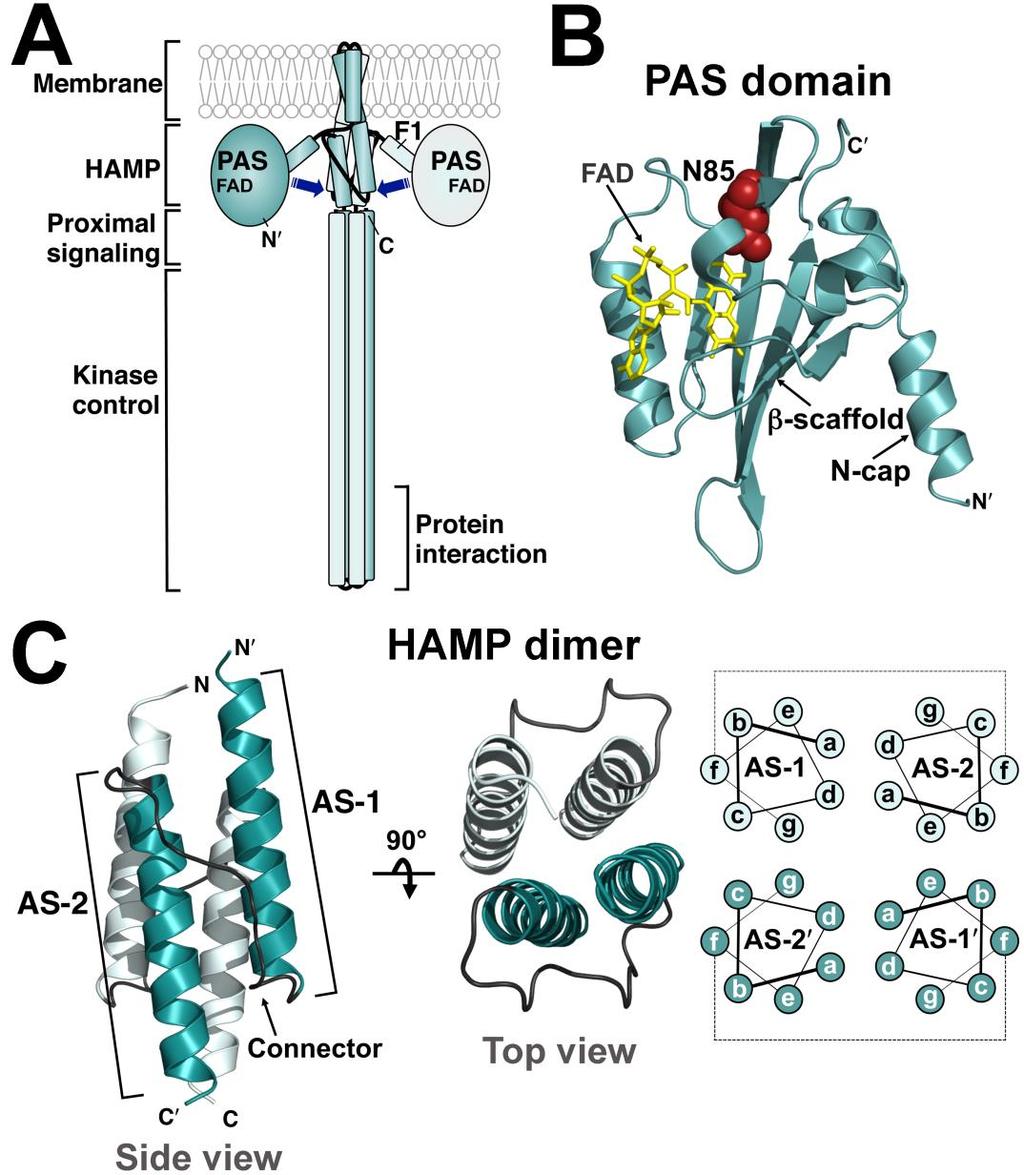 Figure 14. Models of the aerotaxis receptor, Aer, and the Aer PAS and HAMP domains. A. Cartoon of the domain organization of an Aer dimer.