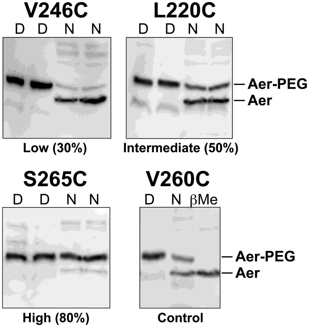 Figure 15. Western blots of Aer-Cys proteins showing examples of low (Aer- V246C), intermediate (Aer-L220C), and high (Aer-S265C) PEGylation under native (N) conditions.