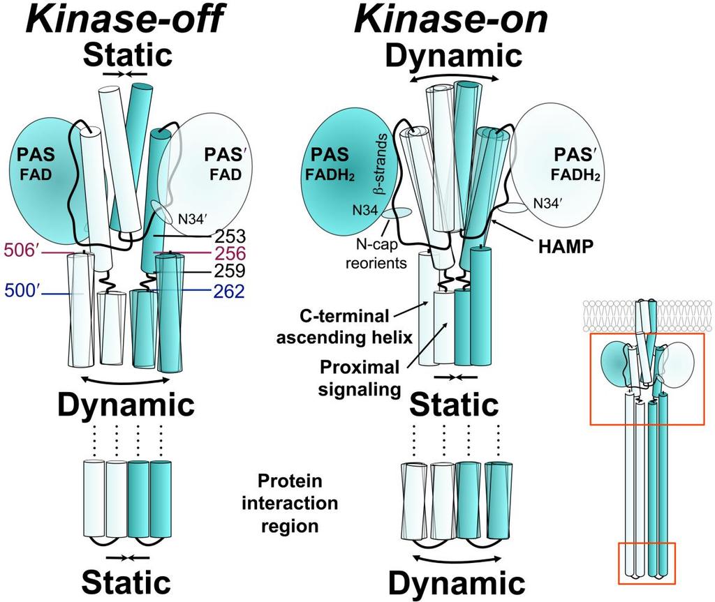 Figure 21. Working model of Aer showing the relationship between PAS and HAMP in the kinase-off and kinase-on states, based on current and previous data. Colors match those of Fig. 18.