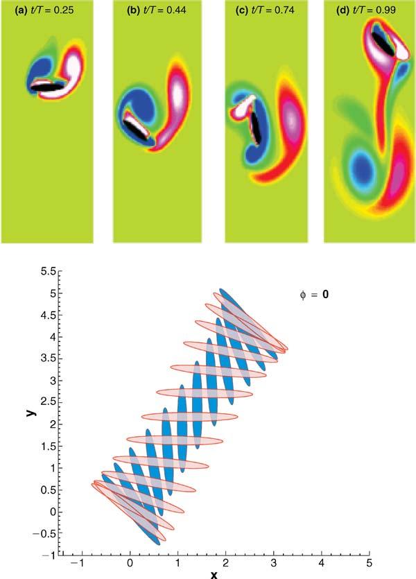 200 WANG Figure 6 Vorticity field created by a two-dimensional idealized dragonfly wing motion. The schematic on the bottom illustrates the modeled path of the wing section over one full stroke.