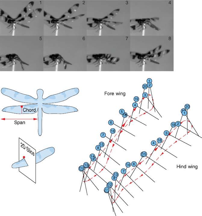 188 WANG Figure 1 Top: tethered dragonfly during one wing beat, filmed at 1600 frames per second. The three-dimensional wing kinematics is extracted from two simultaneous views using a mirror.