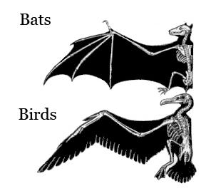 Figure 5. Wings of Bats and Birds. Wings of bats and birds serve the same function. Look closely at the bones inside the wings. The differences show they developed from different ancestors.