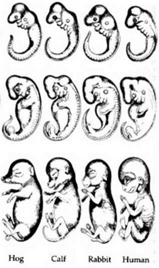 D. Embryology 1.