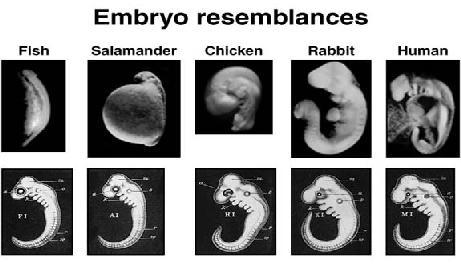 Embryology: Vertebrate embryos are similar,