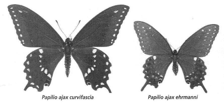 Morphology Homologous Structures Structures in different species which superficially look different but are quite similar in their foundation.