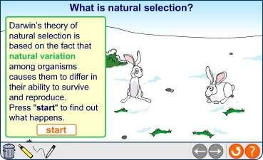 Natural selection 12