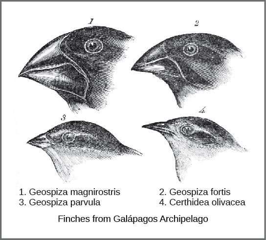Chapter 11 Evolution and Its Processes 251 Figure 11.2 Darwin observed that beak shape varies among finch species.