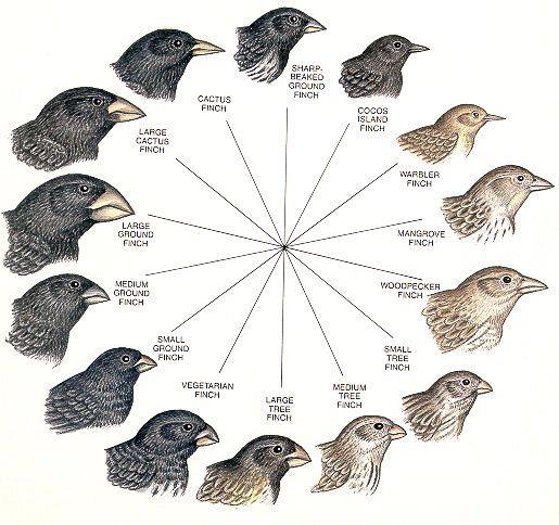 finches: note the