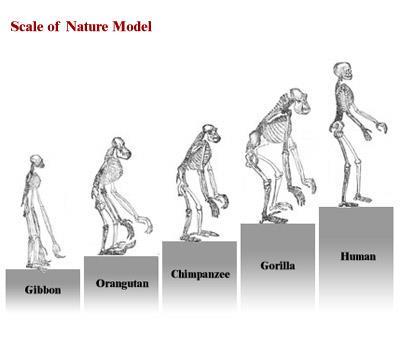 Darwin s Theory: Descent with Modification In nature, more offspring are produced than can possibly survive From this