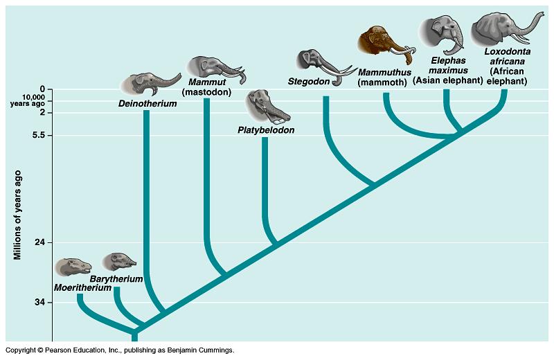 Darwinian Theory of Evolution Descent implies common